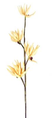 Větev kaktusový květ  - Kliknutím zobrazíte detail obrázku.