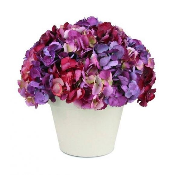 Hortensie v květináči Purple velká - Kliknutím zobrazíte detail obrázku.