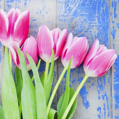 Ubrousky Tulipány růžové - Kliknutím zobrazíte detail obrázku.