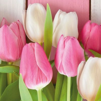 Ubrousky Tulipány bílé a růžové - Kliknutím zobrazíte detail obrázku.