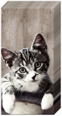 Kapesníčky s koťátkem Kasimir - Kliknutím zobrazíte detail obrázku.